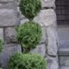 Poodle Tier Dwarf Alberta Spruce 3 Ball Topiary (3-Ball) - 3 Gallon Pot 2 Poodle Tier Dwarf Alberta Spruce 3 Ball Topiary (3-Ball) - 3 Gallon Pot -Wilson Bros Gardens dwarf alberta spruce 3 ball poodle tier 12