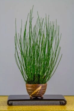Dwarf Horsetail Reed Grass (Equisetum Scirpoides) - 1 Gallon Pot -Wilson Bros Gardens equisetum scirpoides dwarf horsertail grass 2