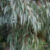 Angus Cold Hardy Eucalyptus Tree (Eucalyptus Nicholii) - 3 Quart Pot 1 Angus Cold Hardy Eucalyptus Tree (Eucalyptus Nicholii) - 3 Quart Pot -Wilson Bros Gardens eucalyoptus nicholii angus 1
