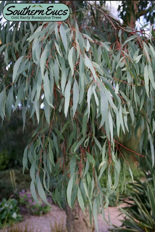 Angus Cold Hardy Eucalyptus Tree (Eucalyptus Nicholii) - Quart Pot 3 Angus Cold Hardy Eucalyptus Tree (Eucalyptus Nicholii) - Quart Pot
