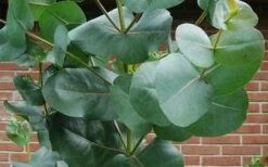 Big O Cold Hardy Eucalyptus Tree (Eucalyptus Neglecta) - 1 Gallon Pot -Wilson Bros Gardens eucalyptus bigo leaves 5