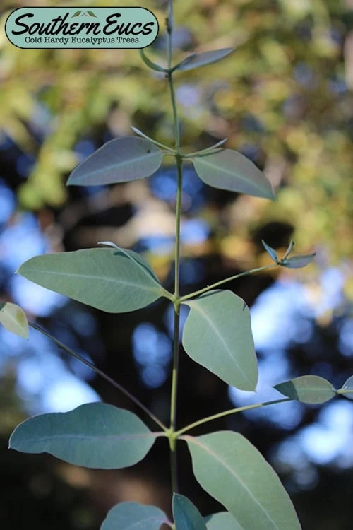 Grace Cold Hardy Eucalyptus Tree (Eucalyptus Elliptica) - 3 Quart Pot 3 Grace Cold Hardy Eucalyptus Tree (Eucalyptus Elliptica) - 3 Quart Pot