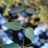 Grace Cold Hardy Eucalyptus Tree (Eucalyptus Elliptica) - 2 Gallon Pot 1 Grace Cold Hardy Eucalyptus Tree (Eucalyptus Elliptica) - 2 Gallon Pot -Wilson Bros Gardens eucalyptus elliptica grace 1 3