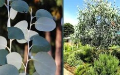 Mappa Tassie Cold Hardy Eucalyptus Tree (Eucalyptus Pauciflora) - 1 Gallon Pot -Wilson Bros Gardens eucalyptus mappa tassie combo 3