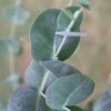 Big O Cold Hardy Eucalyptus Tree (Eucalyptus Neglecta) - 5 Gallon Pot (4-5') 2 Big O Cold Hardy Eucalyptus Tree (Eucalyptus Neglecta) - 5 Gallon Pot (4-5') -Wilson Bros Gardens eucalyptus neglecta big 0 1