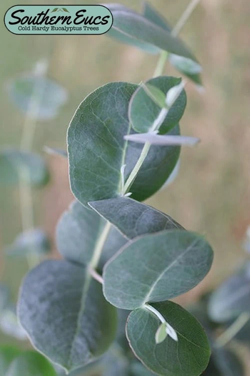Big O Cold Hardy Eucalyptus Tree (Eucalyptus Neglecta) - 5 Gallon Pot (4-5') 3 Big O Cold Hardy Eucalyptus Tree (Eucalyptus Neglecta) - 5 Gallon Pot (4-5')