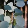 Mappa Tassie Cold Hardy Eucalyptus Tree (Eucalyptus Pauciflora) - 1 Gallon Pot 2 Mappa Tassie Cold Hardy Eucalyptus Tree (Eucalyptus Pauciflora) - 1 Gallon Pot -Wilson Bros Gardens eucalyptus pauciflora mappa tassie 1 3