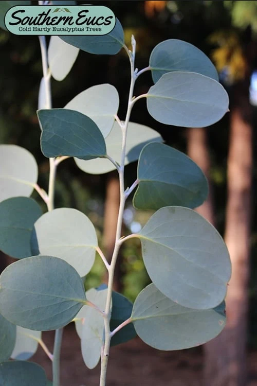Mappa Tassie Cold Hardy Eucalyptus Tree (Eucalyptus Pauciflora) - 2 Gallon Pot 3 Mappa Tassie Cold Hardy Eucalyptus Tree (Eucalyptus Pauciflora) - 2 Gallon Pot