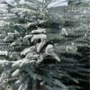 Bluey Cold Hardy Eucalyptus Tree (Eucalyptus Pulverulenta) - 3 Gallon Pot 1 Bluey Cold Hardy Eucalyptus Tree (Eucalyptus Pulverulenta) - 3 Gallon Pot -Wilson Bros Gardens eucalyptus pulverulenta bluey 1 2