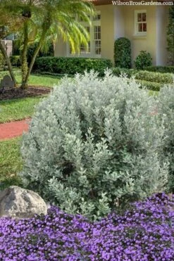 Bambina Dwarf Pineapple Guava (Feijoa Sellowiana ' Tharfiona') - 3 Gallon Pot 11 Bambina Dwarf Pineapple Guava (Feijoa Sellowiana ' Tharfiona') - 3 Gallon Pot -Wilson Bros Gardens feijoa sellowiana tharfiona bambina pineapple guava 3