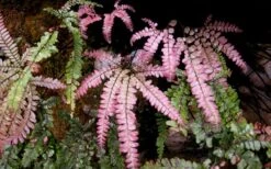 Rosy Pink Maidenhair Fern (Adiantum Hispidulum) - 1 Gallon Pot -Wilson Bros Gardens fern rosy maidenhair fern 3