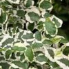 Variegated Creeping Fig - Ficus Pumila 'Variegata' - 6 Pack Of Pint Pots -Wilson Bros Gardens ficus pumila variegata creeping fig 103