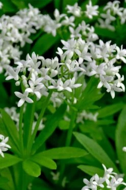 Sweet Woodruff (Galium Odoratum) - 6 Pack Of Pint Pots -Wilson Bros Gardens galium odoratum sweet woodruff 3
