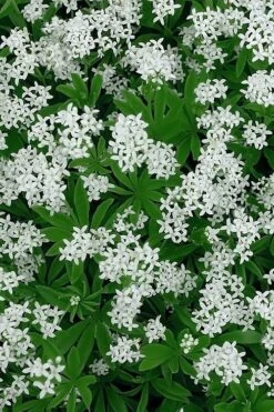 Sweet Woodruff (Galium Odoratum) - 6 Pack Of Pint Pots -Wilson Bros Gardens galium odoratum sweet woodruff 5