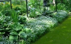 Sweet Woodruff (Galium Odoratum) - 6 Pack Of Pint Pots -Wilson Bros Gardens galium odoratum sweet woodruff 6