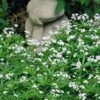 Sweet Woodruff (Galium Odoratum) - 6 Pack Of Pint Pots -Wilson Bros Gardens galium odoratum sweet woodruff 7