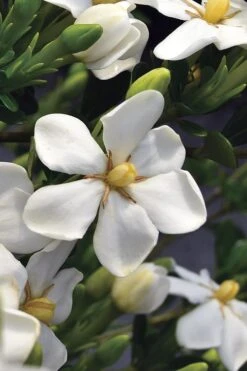 Snow Girl Hardy Dwarf Gardenia - 3 Gallon Pot 12 Snow Girl Hardy Dwarf Gardenia - 3 Gallon Pot -Wilson Bros Gardens gardenia jasminoides snow girl 2