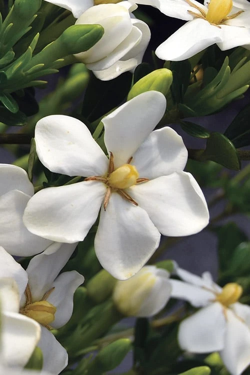 Snow Girl Hardy Dwarf Gardenia - 3 Gallon Pot 7 Snow Girl Hardy Dwarf Gardenia - 3 Gallon Pot - Image 5