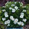 Snow Globe Gardenia - 1 Gallon Pot 1 Snow Globe Gardenia - 1 Gallon Pot -Wilson Bros Gardens gardenia jasminoides snow globe 1