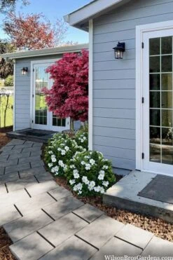 Snow Globe Gardenia - 1 Gallon Pot 11 Snow Globe Gardenia - 1 Gallon Pot -Wilson Bros Gardens gardenia jasminoides snow globe 3