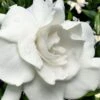 Snow Puff Hardy Gardenia - 3 Gallon Pot 1 Snow Puff Hardy Gardenia - 3 Gallon Pot -Wilson Bros Gardens gardenia jasminoides snow puff 4 1