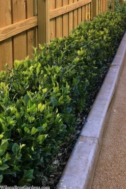 Summer Snow Gardenia - 3 Gallon Pot 13 Summer Snow Gardenia - 3 Gallon Pot -Wilson Bros Gardens gardenia jasminoides summer snow 11