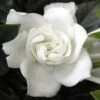 Summer Snow Gardenia - 3 Gallon Pot 1 Summer Snow Gardenia - 3 Gallon Pot -Wilson Bros Gardens gardenia jasminoides summer snow 12