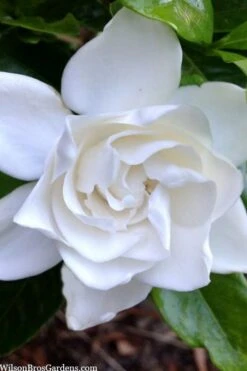 Summer Snow Gardenia - 3 Gallon Pot 17 Summer Snow Gardenia - 3 Gallon Pot -Wilson Bros Gardens gardenia jasminoides summer snow 3