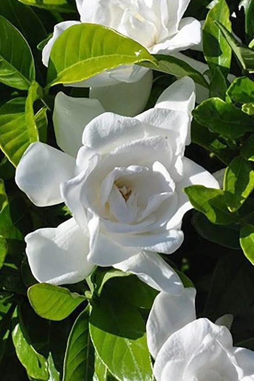 Summer Snow Gardenia - 3 Gallon Pot 7 Summer Snow Gardenia - 3 Gallon Pot - Image 5