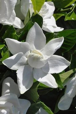 Summer Snow Gardenia - 3 Gallon Pot 16 Summer Snow Gardenia - 3 Gallon Pot -Wilson Bros Gardens gardenia jasminoides summer snow 5