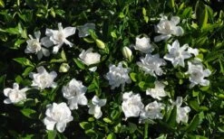 Summer Snow Gardenia - 3 Gallon Pot 15 Summer Snow Gardenia - 3 Gallon Pot -Wilson Bros Gardens gardenia jasminoides summer snow 9