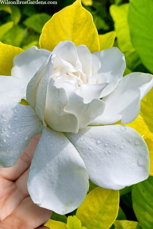 Gold Doubloon Gardenia - 1 Gallon Pot 3 Gold Doubloon Gardenia - 1 Gallon Pot