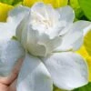 Gold Doubloon Gardenia - 6 Pack Of 1 Gallon Pots -Wilson Bros Gardens gardenia ogon no hana gold doubloon 10 2
