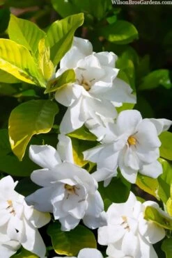 Gold Doubloon Gardenia - 1 Gallon Pot 10 Gold Doubloon Gardenia - 1 Gallon Pot -Wilson Bros Gardens gardenia ogon no hana gold doubloon 3 1