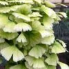 Snow Cloud Ginkgo Tree - 3 Gallon Pot 1 Snow Cloud Ginkgo Tree - 3 Gallon Pot -Wilson Bros Gardens ginkgo snow cloud 1