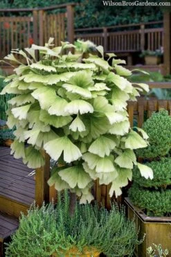 Snow Cloud Ginkgo Tree - 3 Gallon Pot -Wilson Bros Gardens ginkgo snow cloud 2