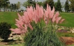 Pink Pampas Grass - 6 Pack Of 1 Gallon Pots -Wilson Bros Gardens grass pink pampas landscapejpg