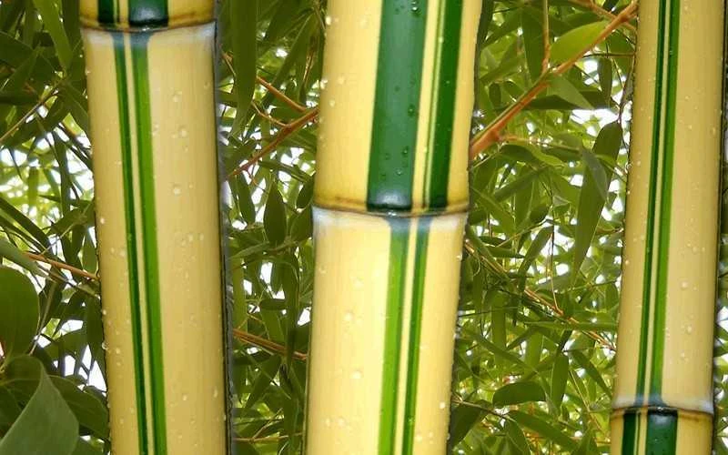 Gold Vivax Giant Timber Bamboo (Green Stripe Bamboo) - Phyllostachys Vivax 'Aureocaulis' - 3 Gallon Pot (2-4') 6 Gold Vivax Giant Timber Bamboo (Green Stripe Bamboo) - Phyllostachys Vivax 'Aureocaulis' - 3 Gallon Pot (2-4') - Image 4