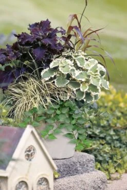 Teardrop Ivy (Hedera Helix) - 5 Pack Of Pint Pots 8 Teardrop Ivy (Hedera Helix) - 5 Pack Of Pint Pots -Wilson Bros Gardens hedera helix teardrop ivy 101