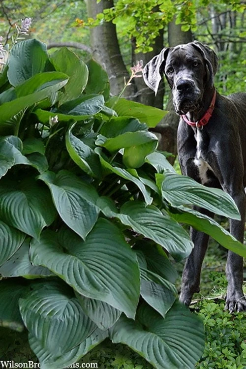 Empress Wu Giant Hosta Lily - 1 Gallon Pot 9 Empress Wu Giant Hosta Lily - 1 Gallon Pot - Image 7