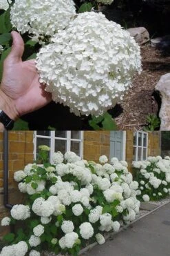 Annabelle Hydrangea - 3 Gallon Pot -Wilson Bros Gardens hydrangea annabelle 2 500x750 1