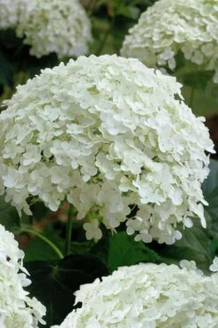 Annabelle Hydrangea - 3 Gallon Pot -Wilson Bros Gardens hydrangea arborescens annabelle 10