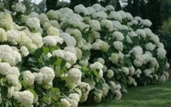 Incrediball Smooth Hydrangea - 3 Gallon Pot -Wilson Bros Gardens hydrangea arborescens incrediball 12