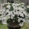 Fairytrail Bride Cascade Hydrangea - 1 Gallon Pot 2 Fairytrail Bride Cascade Hydrangea - 1 Gallon Pot -Wilson Bros Gardens hydrangea fairytrail bride 11