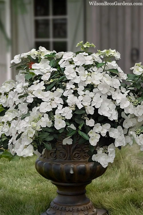 Fairytrail Bride Cascade Hydrangea - 1 Gallon Pot 3 Fairytrail Bride Cascade Hydrangea - 1 Gallon Pot