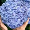 Big Daddy Hydrangea - 2 Gallon Pot -Wilson Bros Gardens hydrangea macrophylla big daddy 101