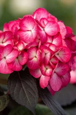 Eclipse Bigleaf Hydrangea - 3 Gallon Pot -Wilson Bros Gardens hydrangea macrophylla eclipse 1