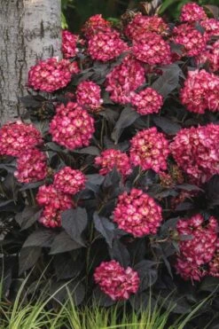 Eclipse Bigleaf Hydrangea - 3 Gallon Pot -Wilson Bros Gardens hydrangea macrophylla eclipse 3