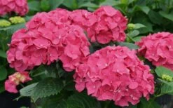 Let's Dance 'Big Band' Dwarf Hydrangea - 3 Gallon Pot 12 Let's Dance 'Big Band' Dwarf Hydrangea - 3 Gallon Pot -Wilson Bros Gardens hydrangea macrophylla lets dance big band 1