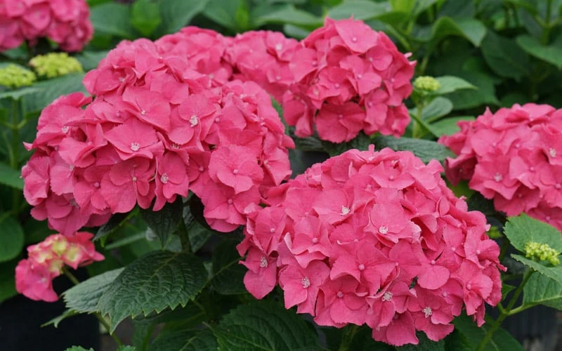 Let's Dance 'Big Band' Dwarf Hydrangea - 3 Gallon Pot 6 Let's Dance 'Big Band' Dwarf Hydrangea - 3 Gallon Pot - Image 4